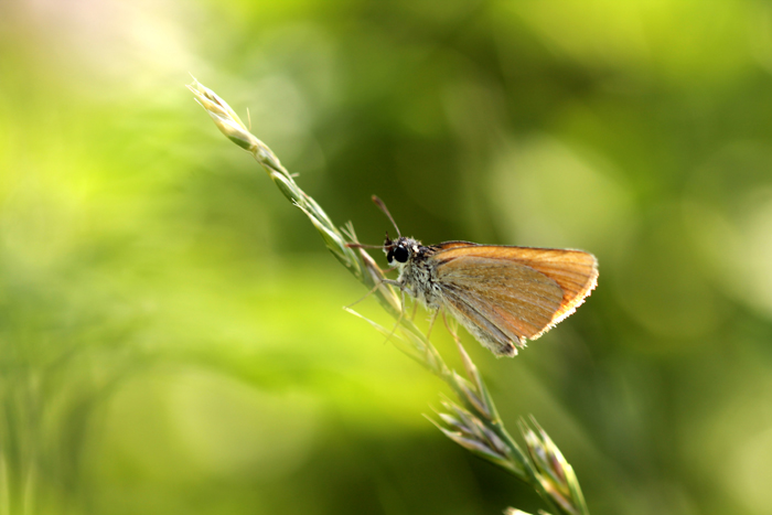 Thymelicus sylvestris (Hesperiidae)? S